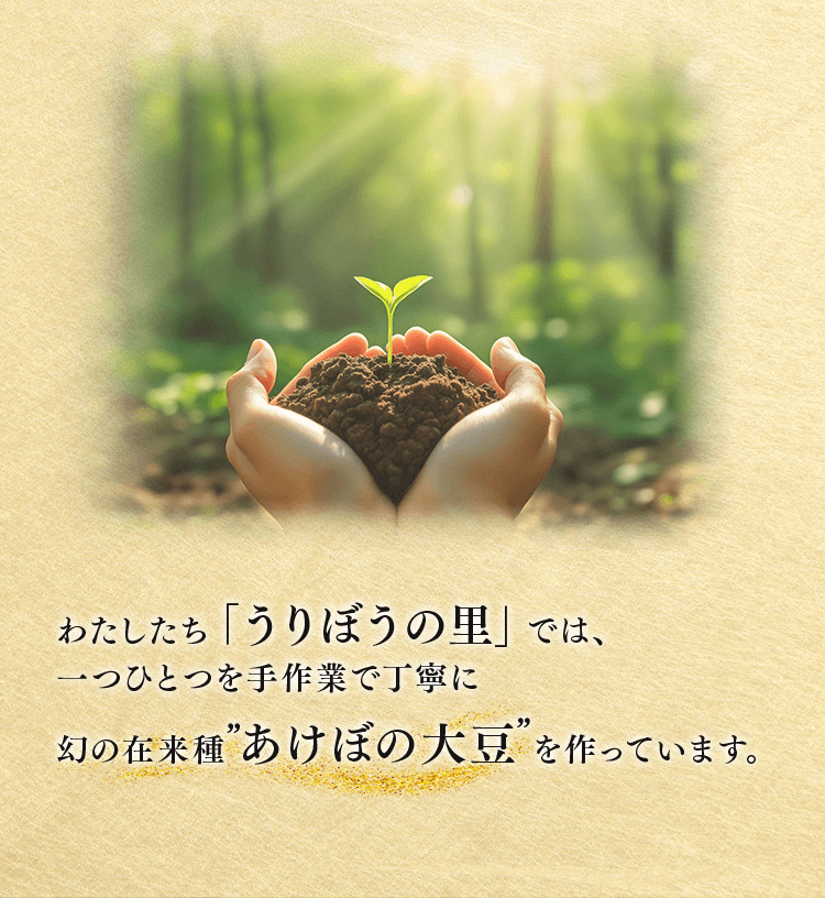 うりぼうの里が手作業で育てる幻の在来種あけぼの大豆