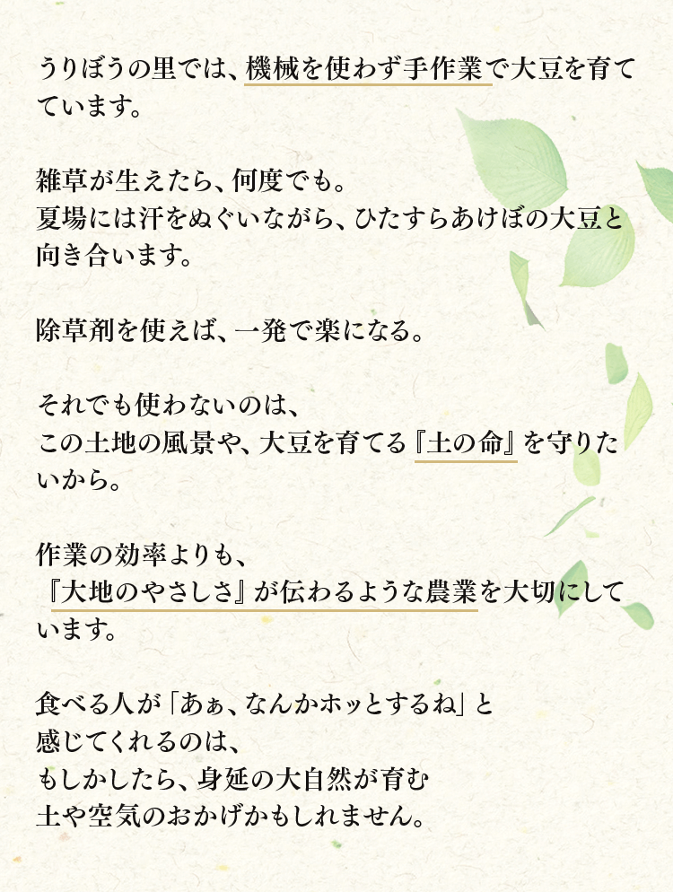 大地のやさしさを守り手作業で育てるうりぼうの里のあけぼの大豆